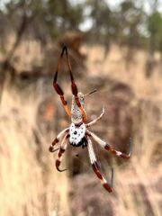 Trichonephila edulis