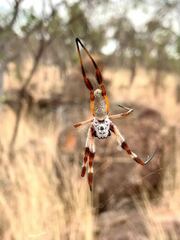 Trichonephila edulis