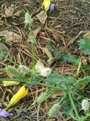 Eryngium coronatum