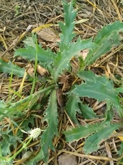 Eryngium coronatum