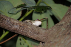 Osteopilus septentrionalis