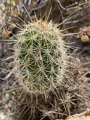 Echinocereus engelmannii fasciculatus