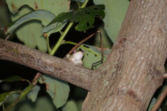 Osteopilus septentrionalis