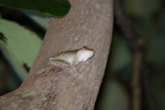 Osteopilus septentrionalis