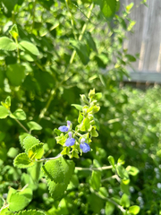 Salvia ballotiflora