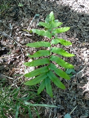 Blechnum chilense