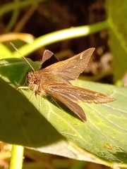 Cymaenes odilia