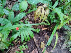 Thelypteridaceae