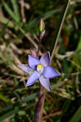 Thelymitra arenaria