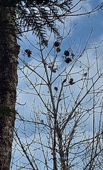 Fraxinus nigra image