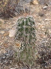 Echinocereus engelmannii fasciculatus