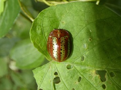 Chelymorpha cribraria