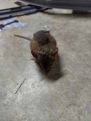 Peromyscus leucopus