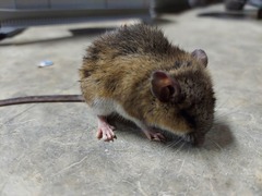 Peromyscus leucopus