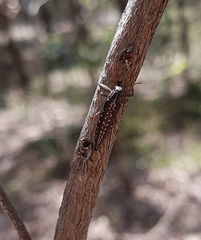 Rhinotia lineata