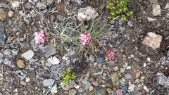 Armeria curvifolia