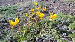 Calceolaria polyrhiza