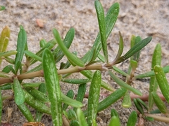 Blutaparon vermiculare
