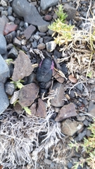 Pseudomeloe magellanicus