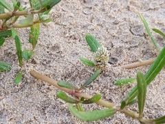 Blutaparon vermiculare