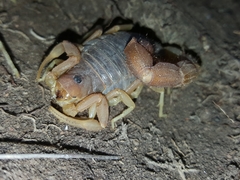 Parabuthus planicauda