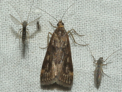Achyra affinitalis