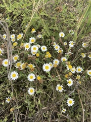 Aphanostephus ramosissimus