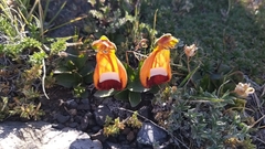 Calceolaria uniflora