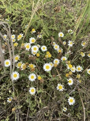 Aphanostephus ramosissimus