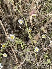 Aphanostephus ramosissimus