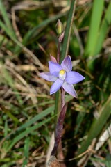 Thelymitra arenaria