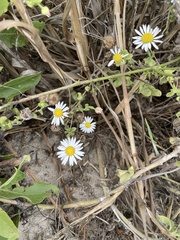 Aphanostephus ramosissimus