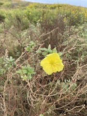 Oenothera drummondii