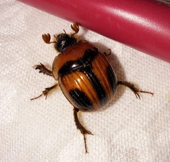 Bolbocerosoma confusum