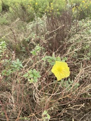 Oenothera drummondii