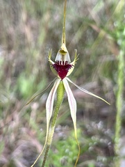 Caladenia atrovespa