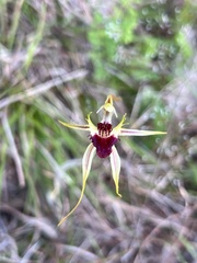 Caladenia atrovespa