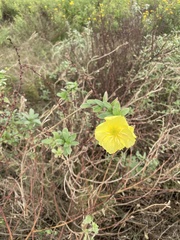 Oenothera drummondii
