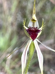 Caladenia atrovespa