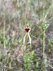 Caladenia atrovespa