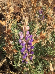 Lupinus formosus