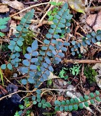 Pellaea rotundifolia