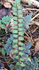 Pellaea rotundifolia