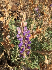 Lupinus formosus