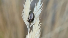 Chrysolina hyperici