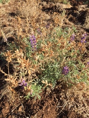 Lupinus formosus