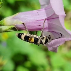 Anthoboscus tricolor
