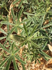 Lupinus formosus