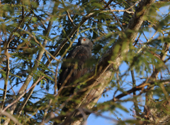 Geranospiza caerulescens