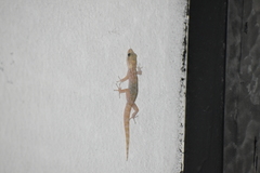 Phyllodactylus lepidopygus